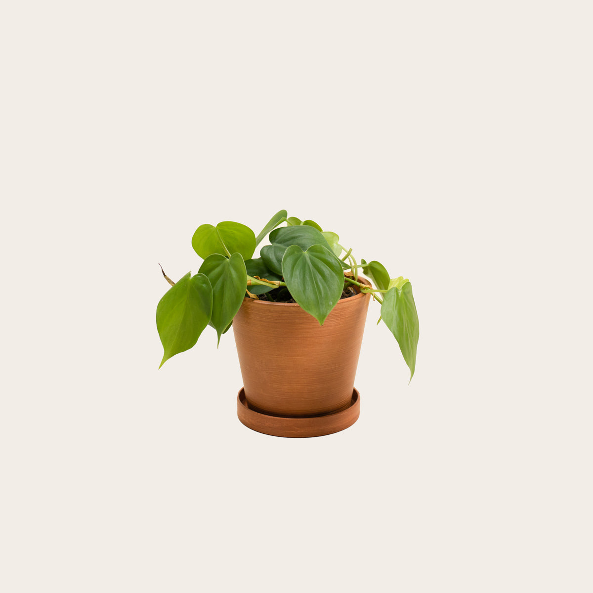 Load image into Gallery viewer, Heart Leaf Philodendron - Small (terracotta)
