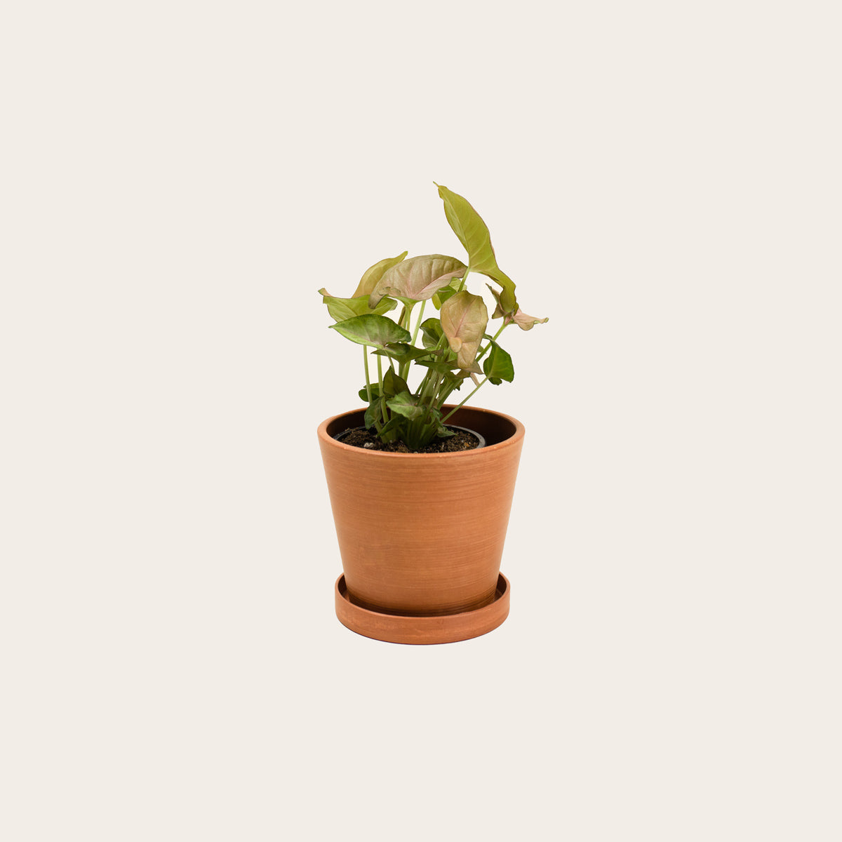 Load image into Gallery viewer, Stromanthe Triostar - Small (terracotta)