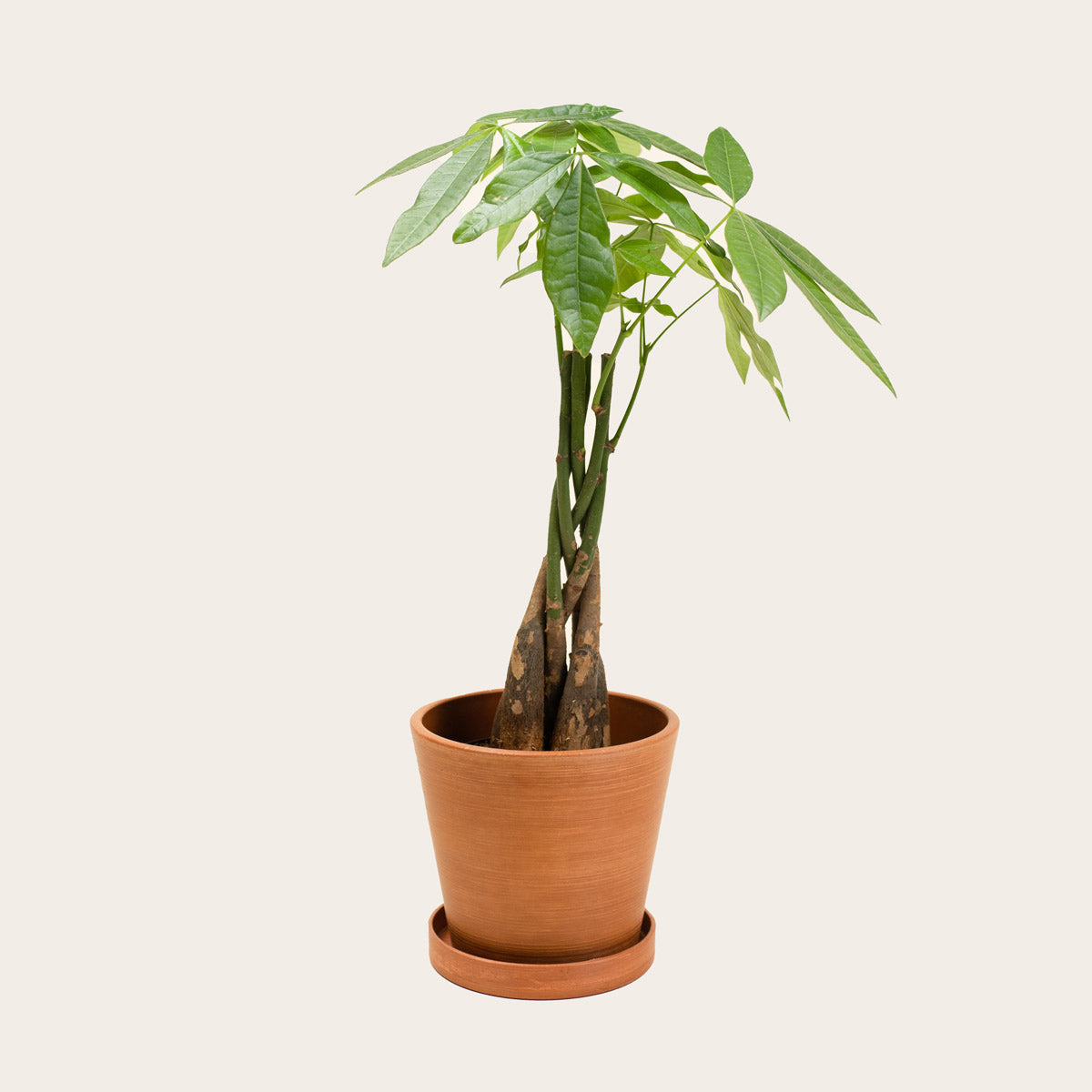 Load image into Gallery viewer, Pachira Aquatica - Small (terracotta)