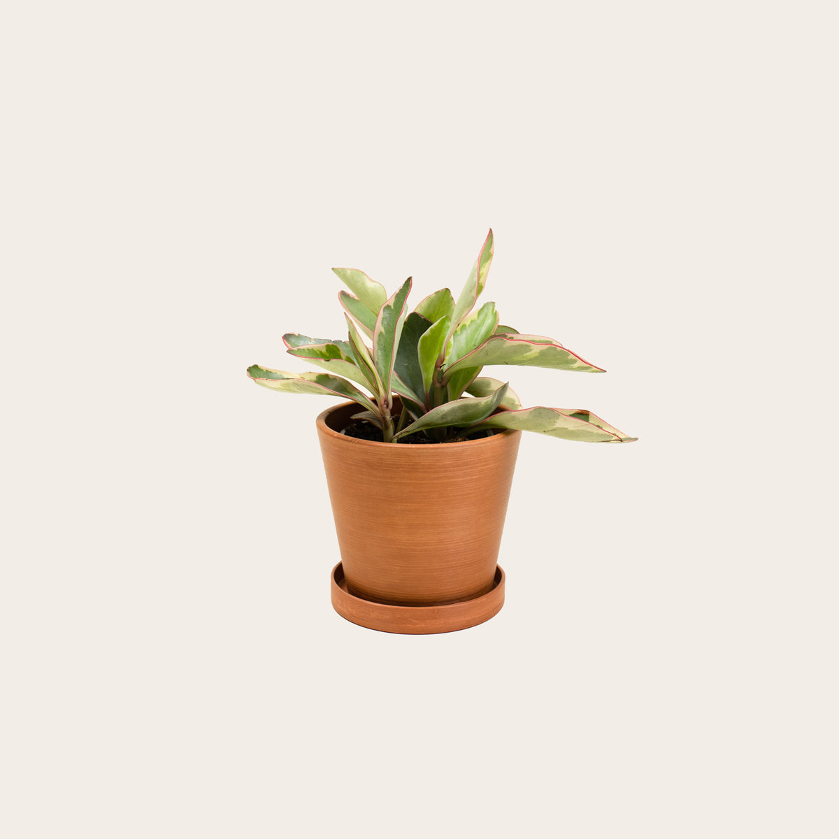 Load image into Gallery viewer, Peperomia Ginny - Small (terracotta)