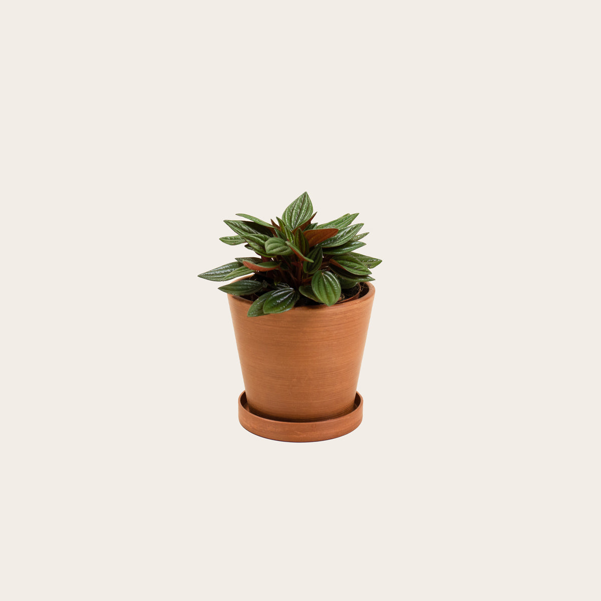 Load image into Gallery viewer, Peperomia Rosso - Small (terracotta)