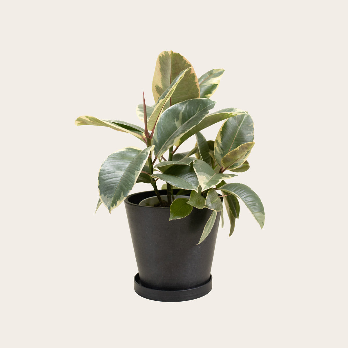 Load image into Gallery viewer, Rubber Plant Tineke - Medium (midnight)