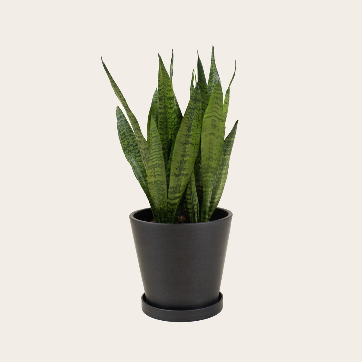 Load image into Gallery viewer, Snake Plant Zeylanica - Medium (midnight)