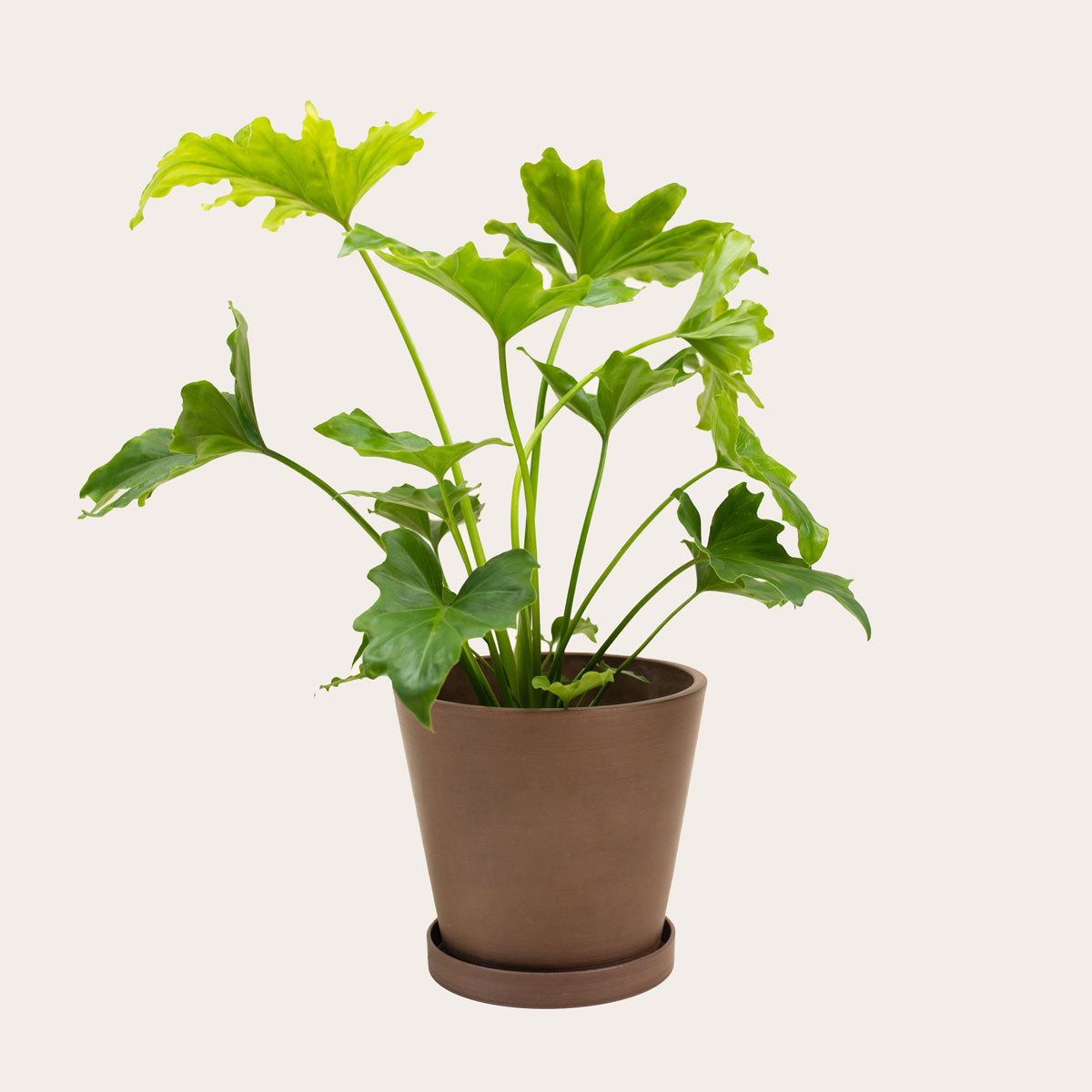 philodendron coffee Philodendron Lickety Split
