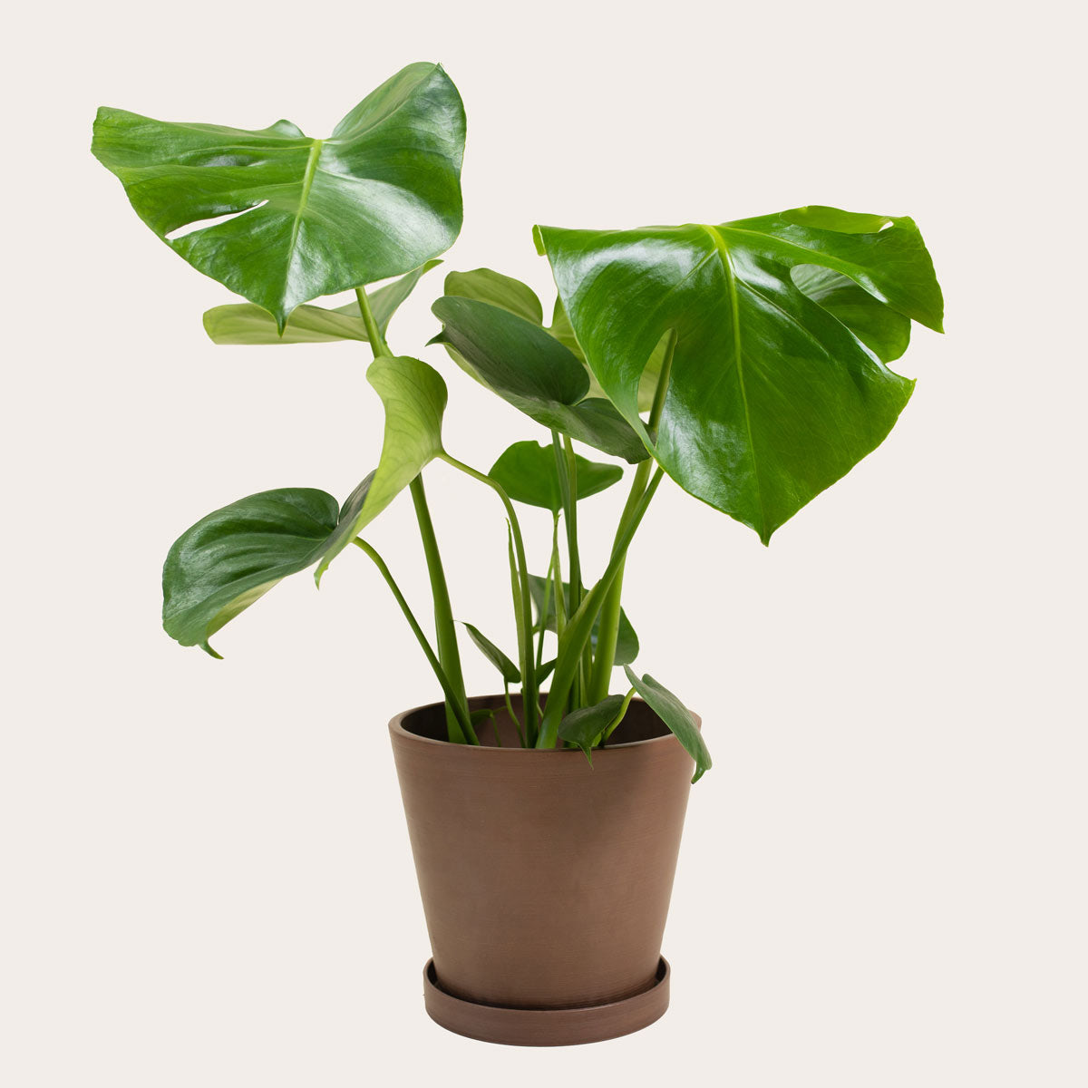 Load image into Gallery viewer, Monstera Deliciosa - Medium (coffee)