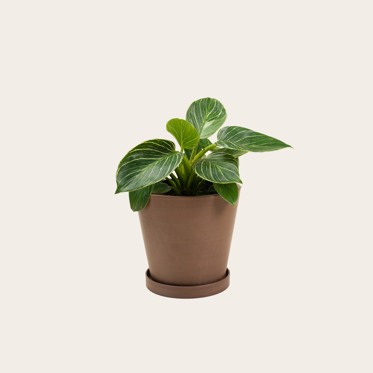 Load image into Gallery viewer, Philodendron Birkin - Medium (coffee)