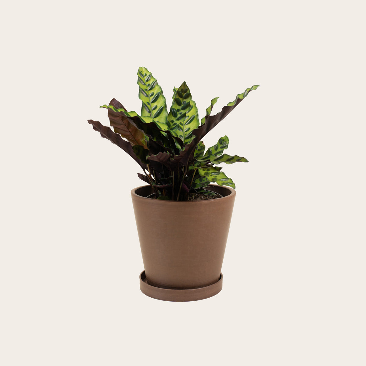 Load image into Gallery viewer, Calathea Lancifolia - Medium (coffee)