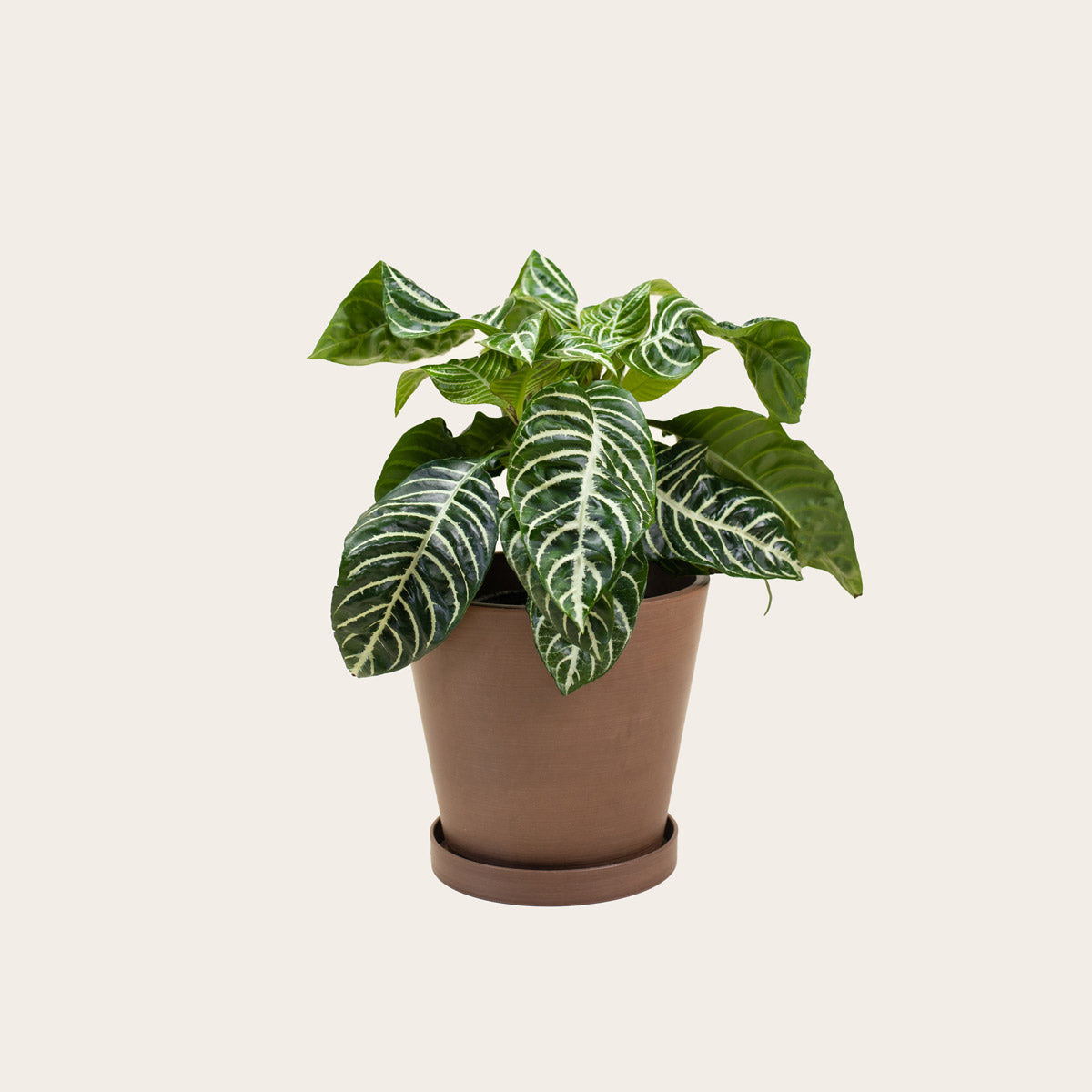 Load image into Gallery viewer, Aphelandra Zebra - Medium (coffee)