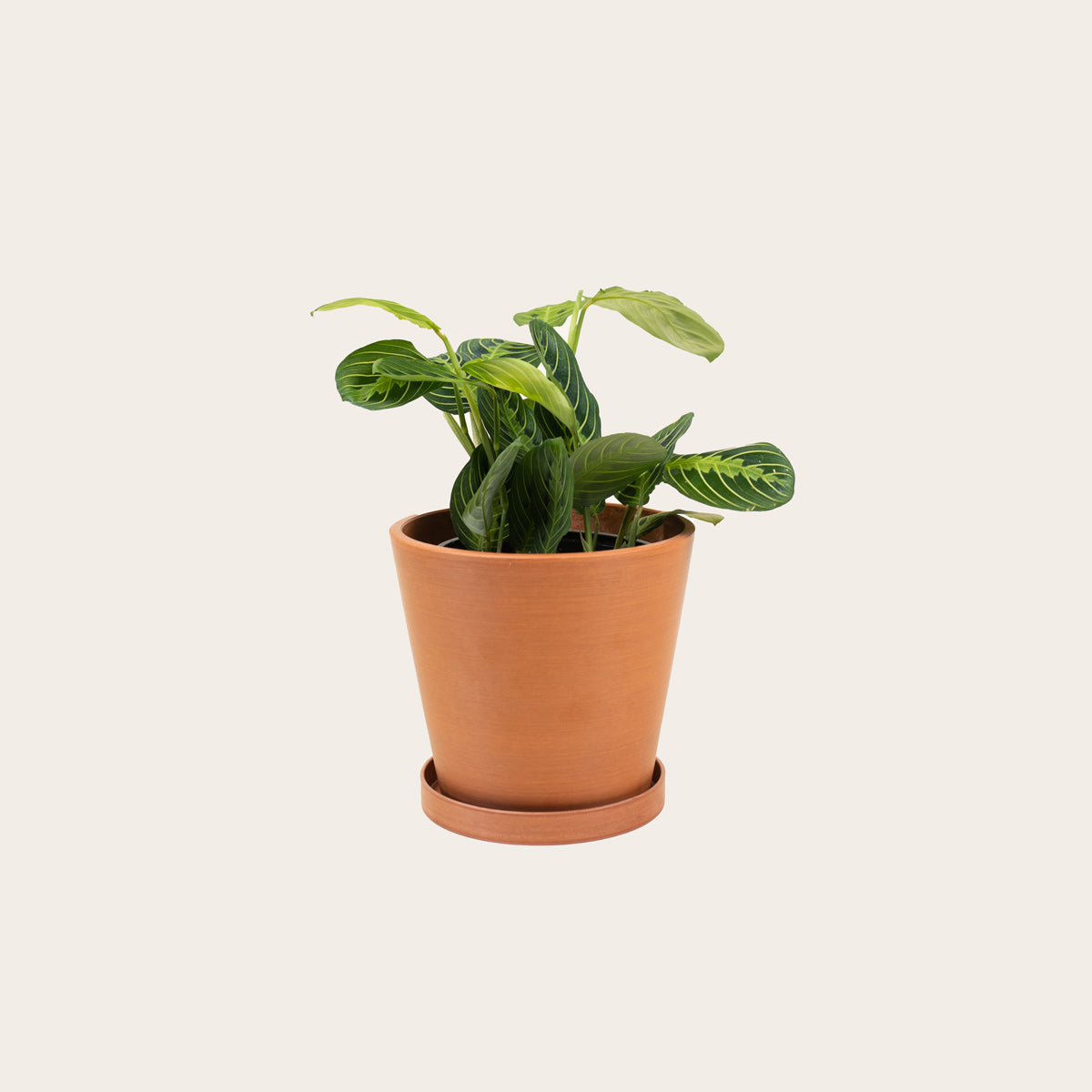 Load image into Gallery viewer, Maranta Lemon Lime - Medium (terracotta)