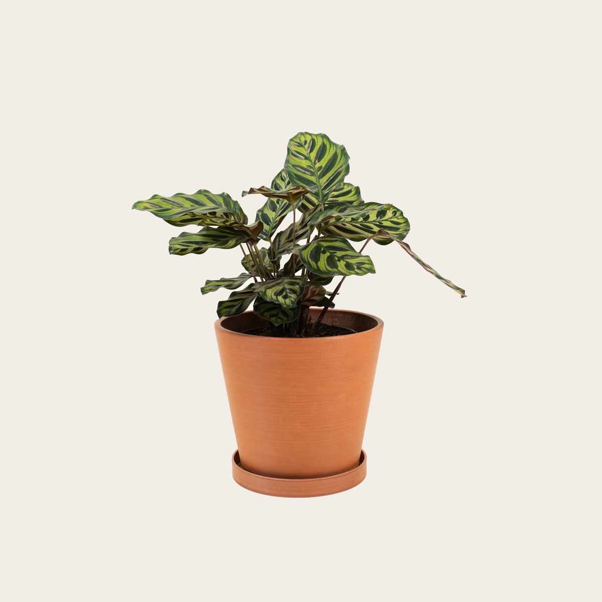 Load image into Gallery viewer, Calathea Makoyana - Medium (terracotta)