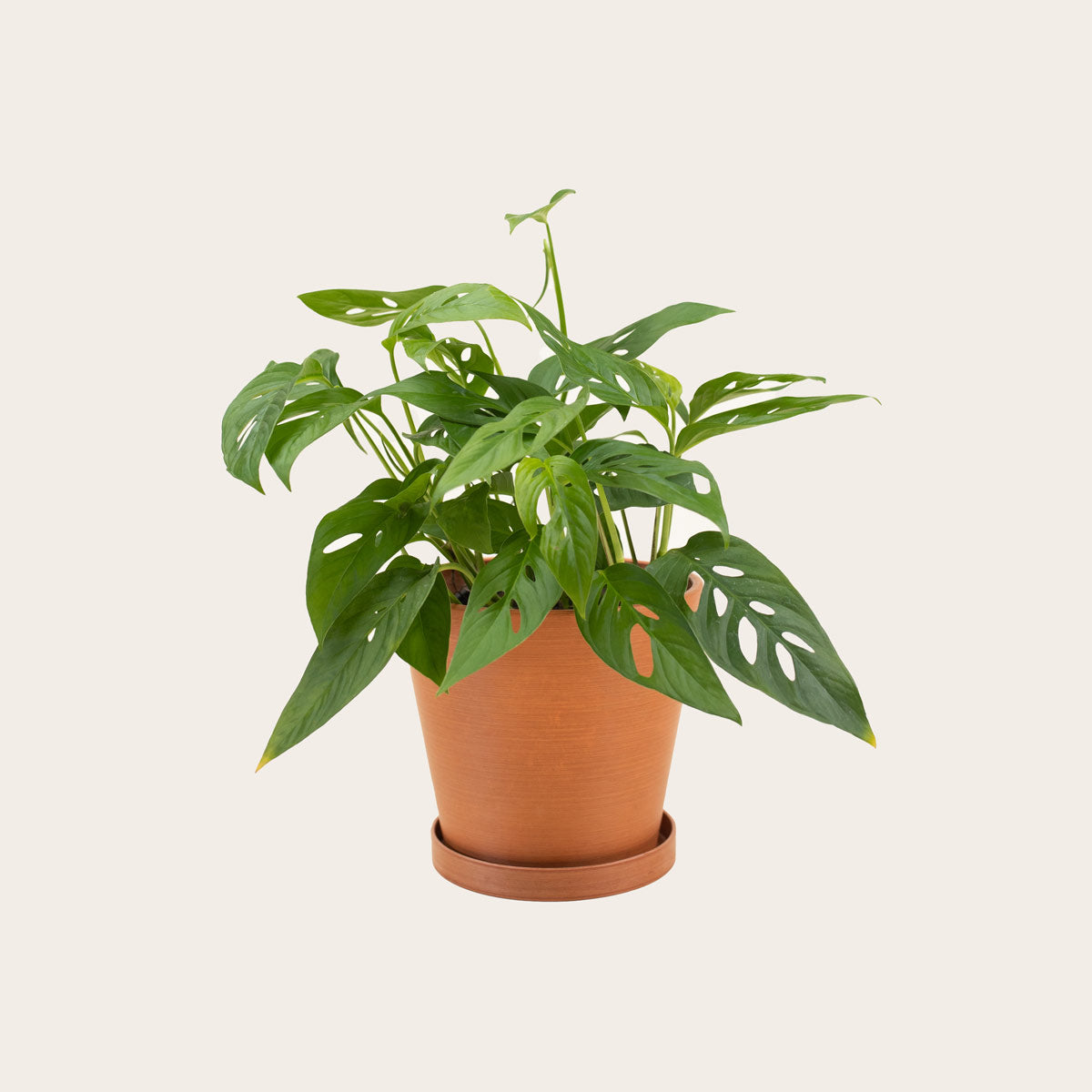 Load image into Gallery viewer, Monstera Adansonii - Medium (terracotta)