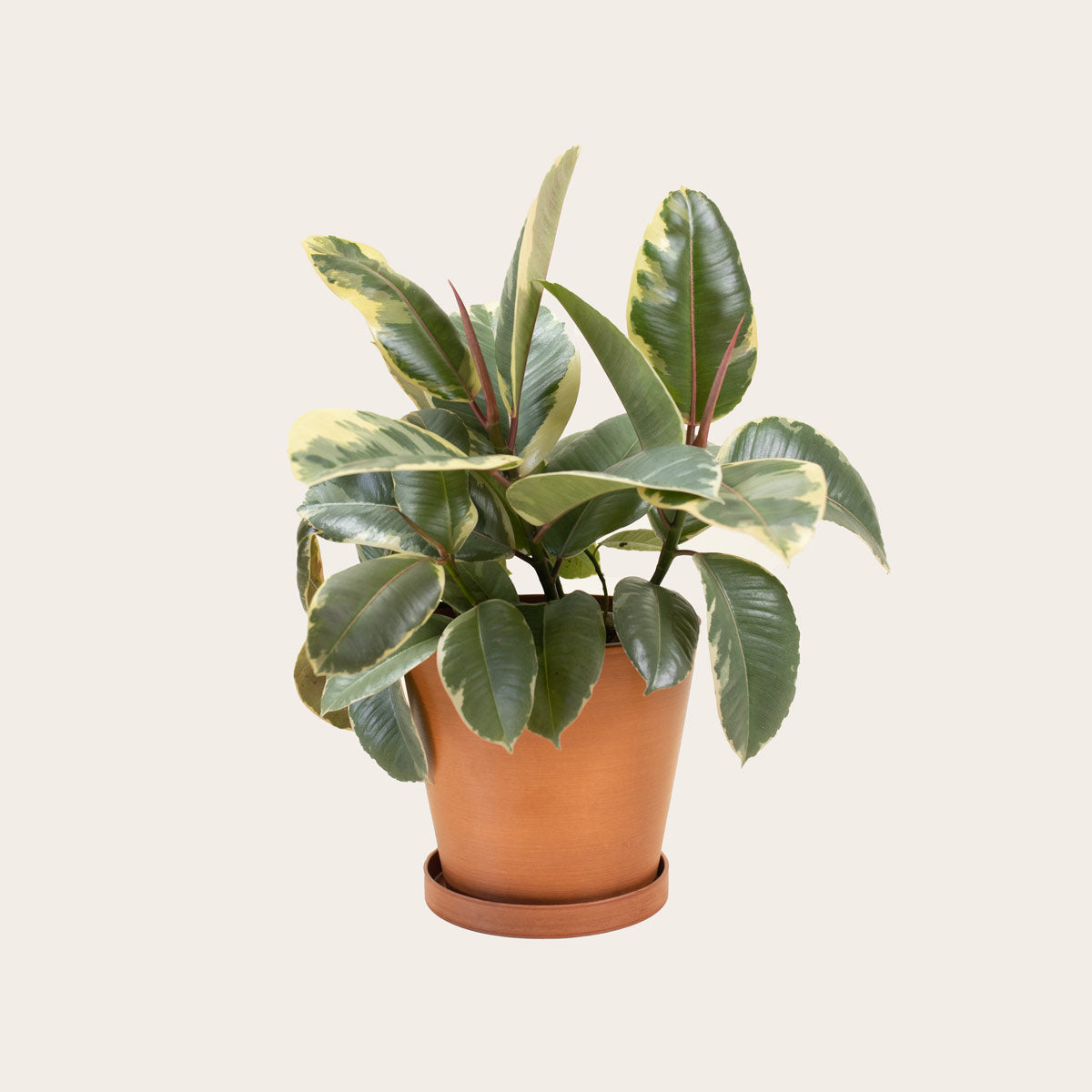 Load image into Gallery viewer, Rubber Plant Tineke - Medium (terracotta)