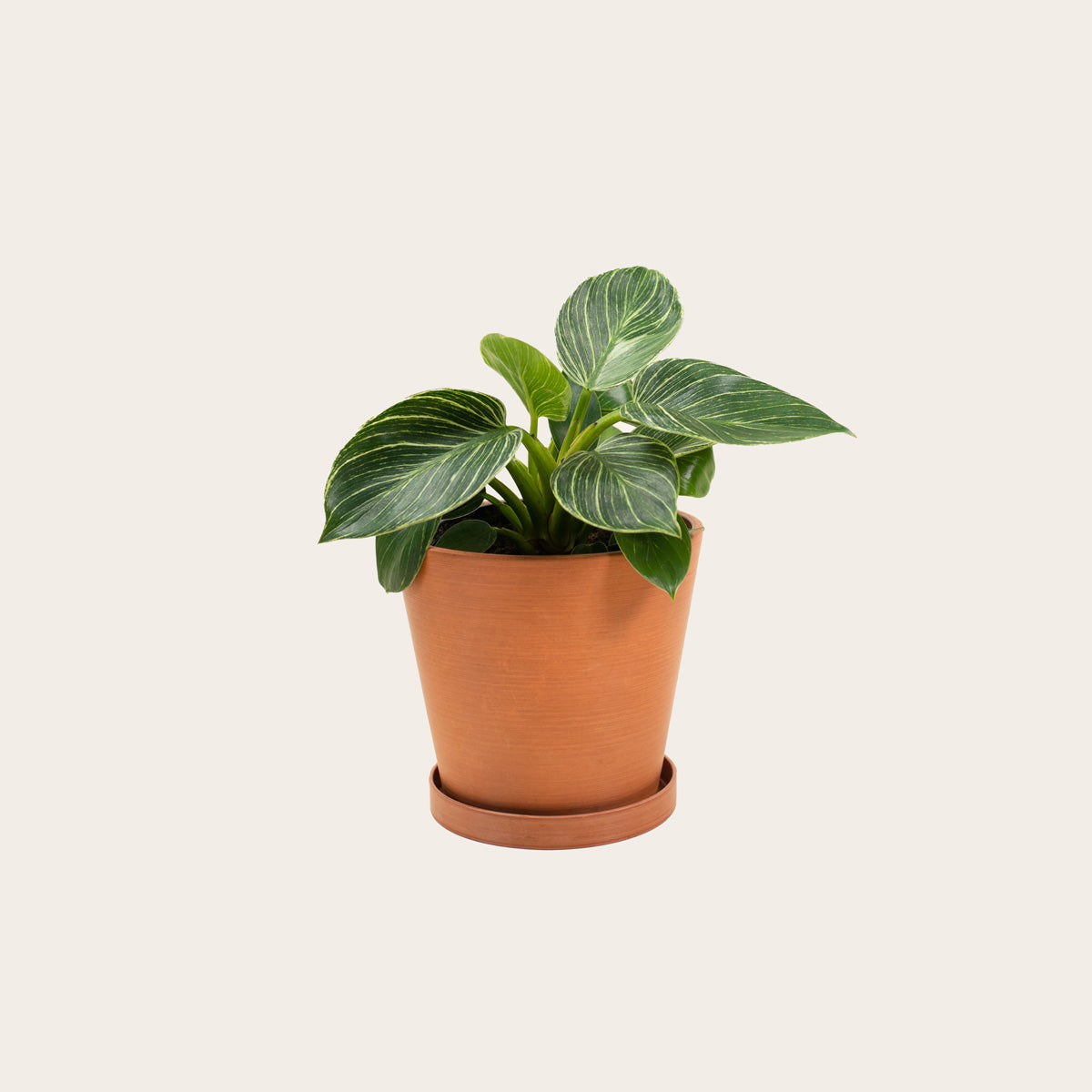 Load image into Gallery viewer, Philodendron Birkin - Medium (terracotta)