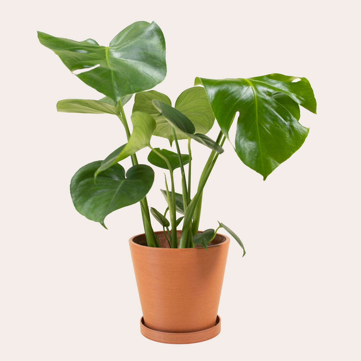 Load image into Gallery viewer, Monstera Deliciosa - Medium (terracotta)