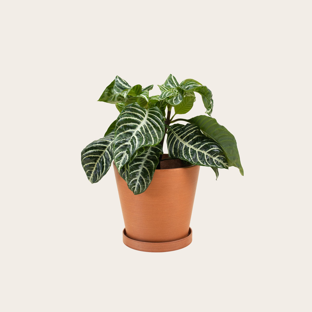 Load image into Gallery viewer, Aphelandra Zebra - Medium (terracotta)