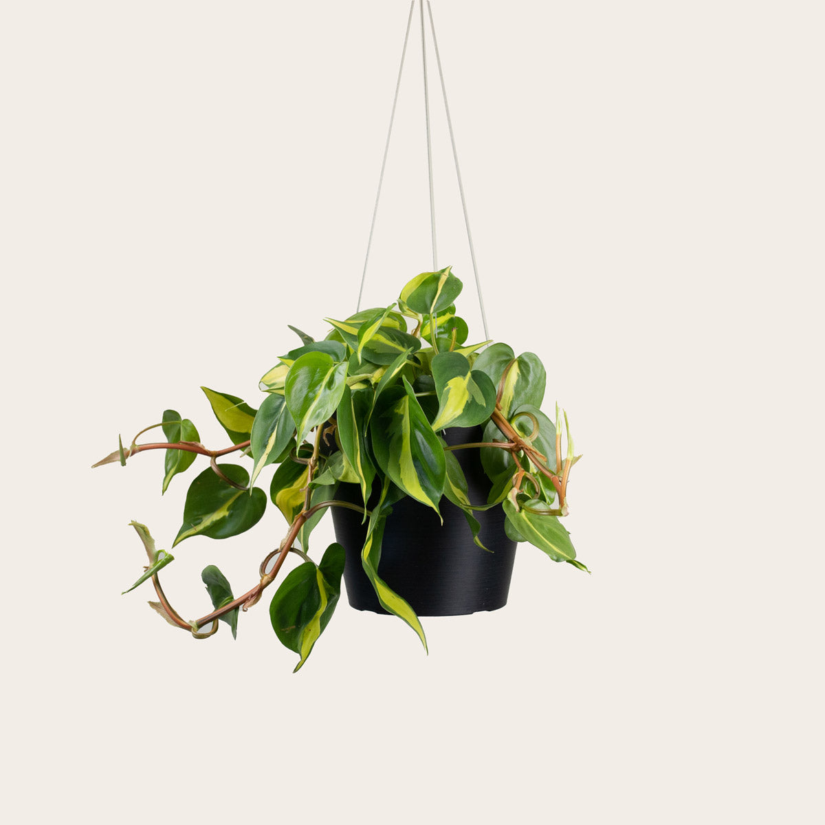 Load image into Gallery viewer, Philodendron Brasil - Medium (midnight)