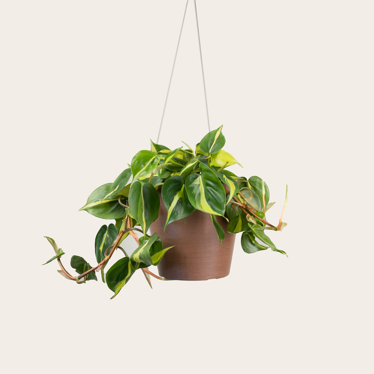 Load image into Gallery viewer, Philodendron Brasil - Medium (coffee)