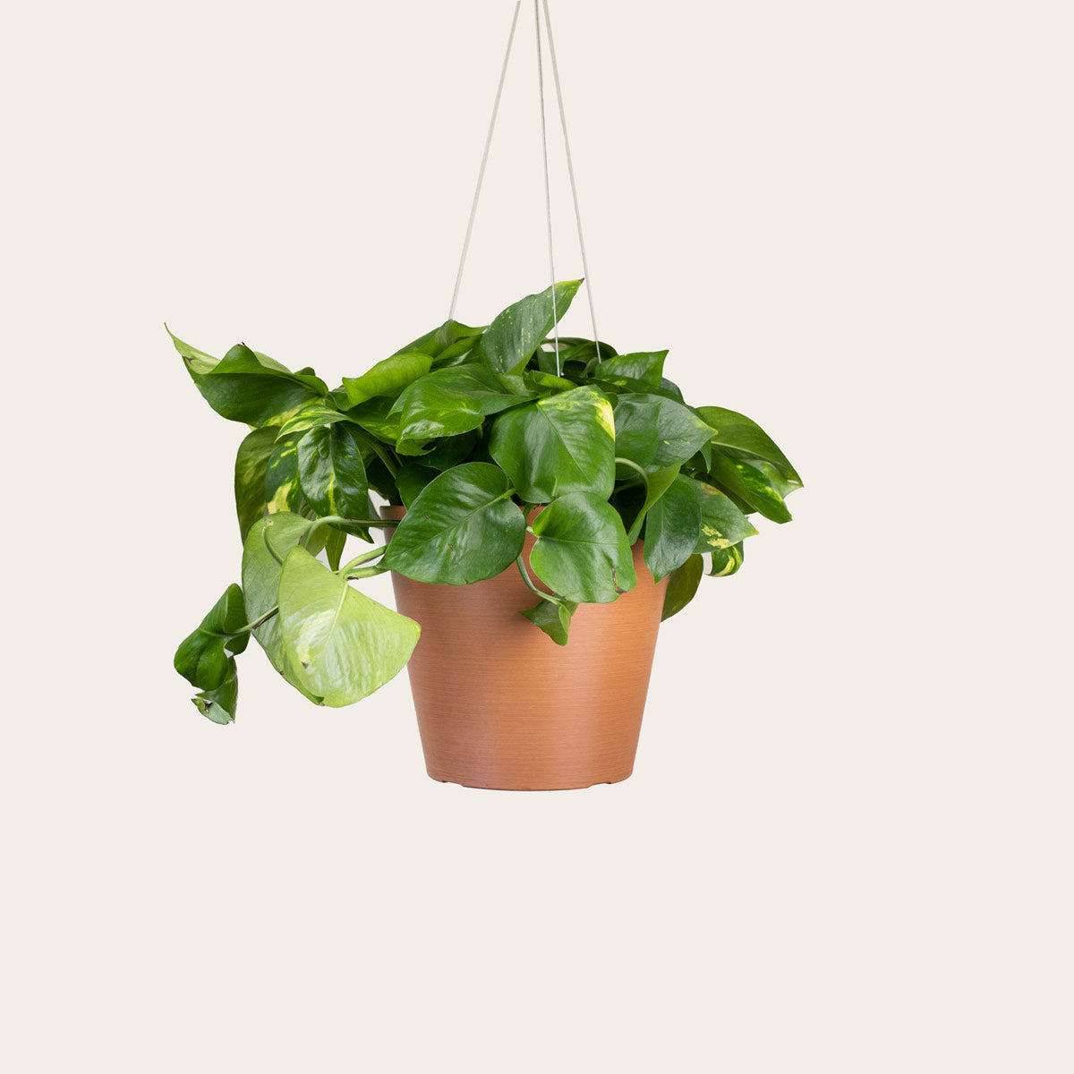 Load image into Gallery viewer, Pothos Golden - Medium (terracotta)