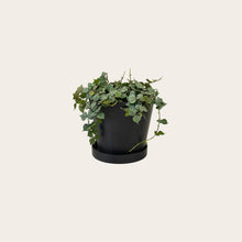 Load image into Gallery viewer, Hoya Curtisii - Small (midnight)