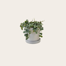 Load image into Gallery viewer, Hoya Curtisii - Small (chalk)