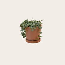 Load image into Gallery viewer, Hoya Curtisii - Small (terracotta)