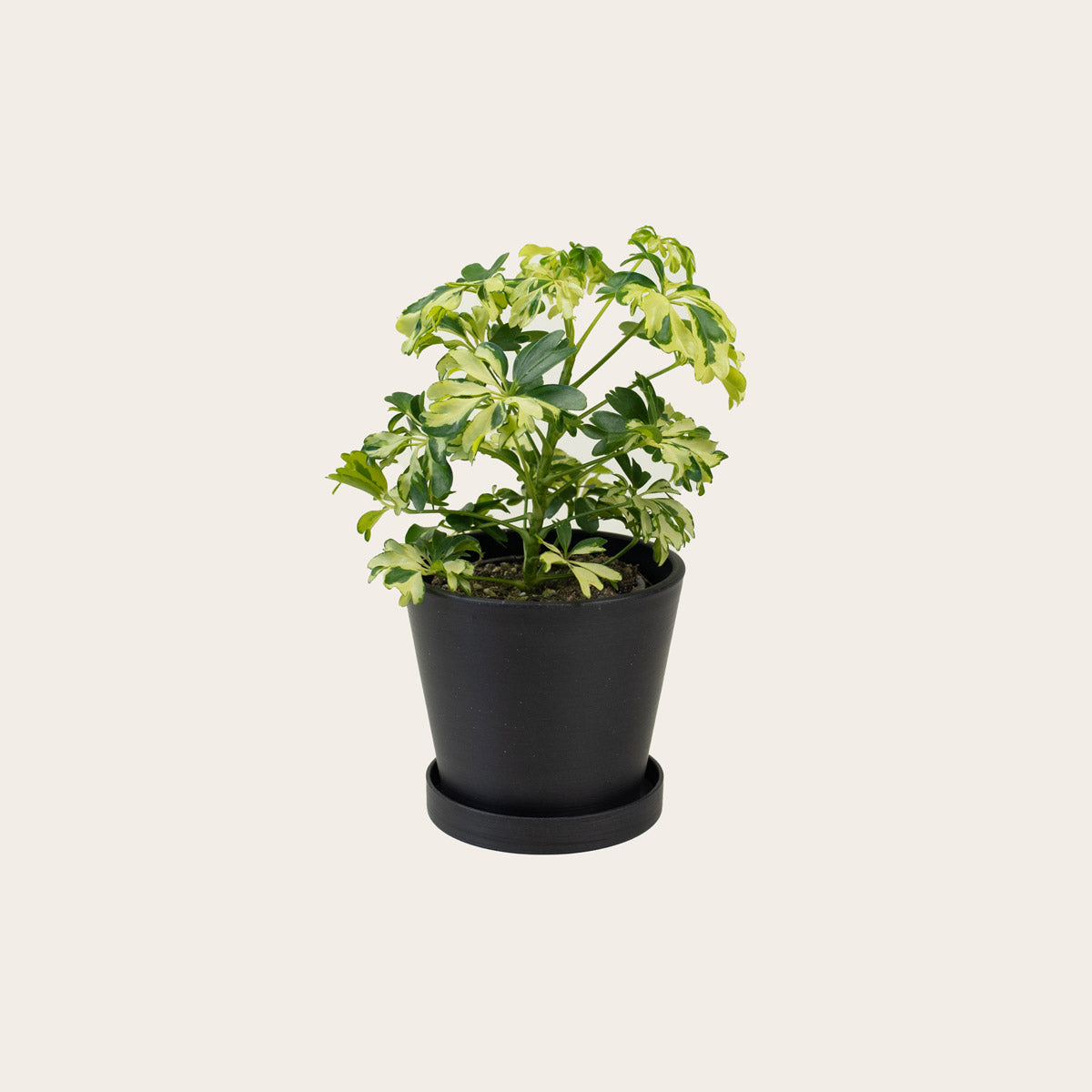 Load image into Gallery viewer, Schefflera Janine - Small (midnight)