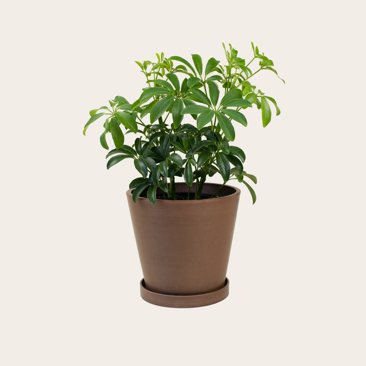 Load image into Gallery viewer, Schefflera Arboricola - Medium (coffee)