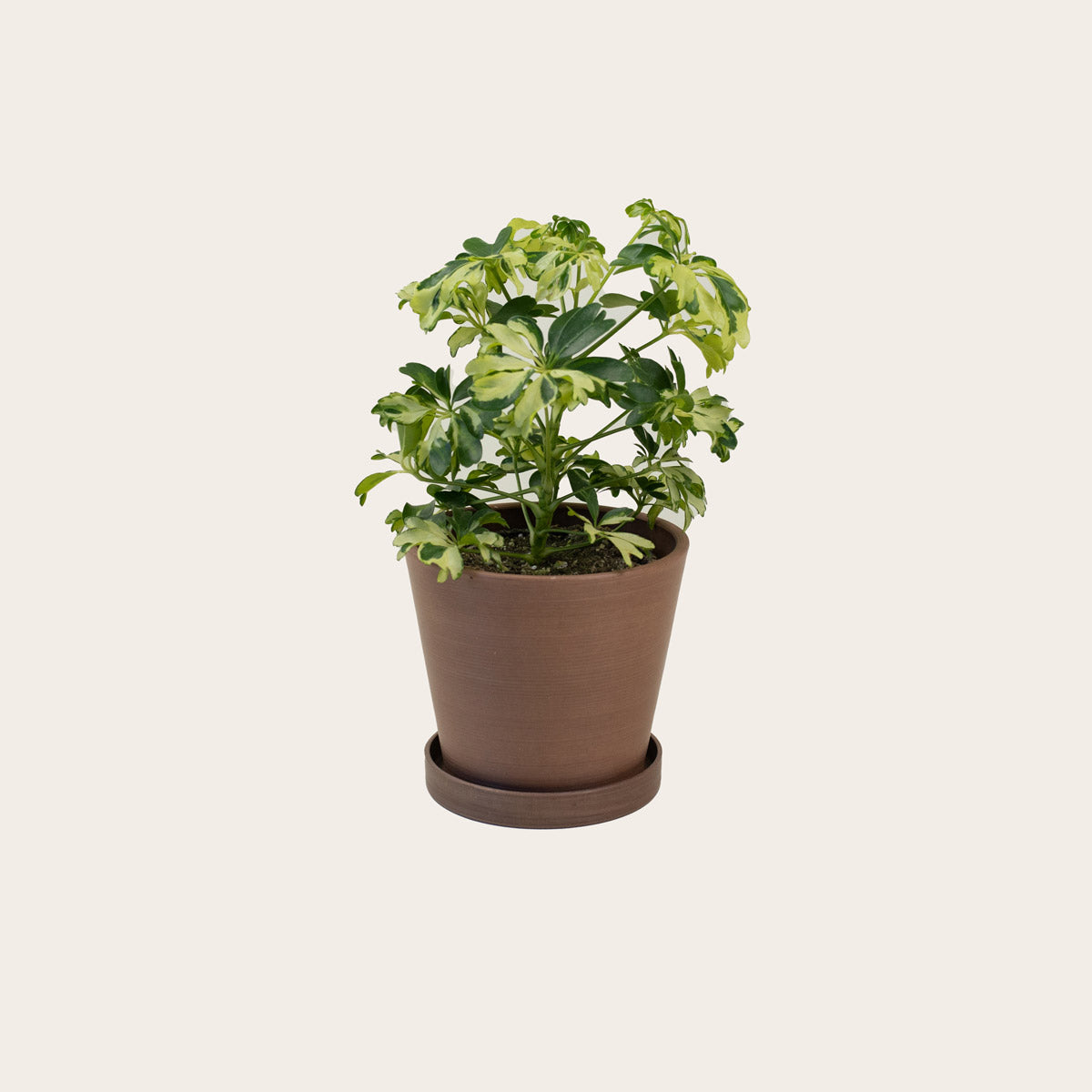 Load image into Gallery viewer, Schefflera Janine - Small (coffee)