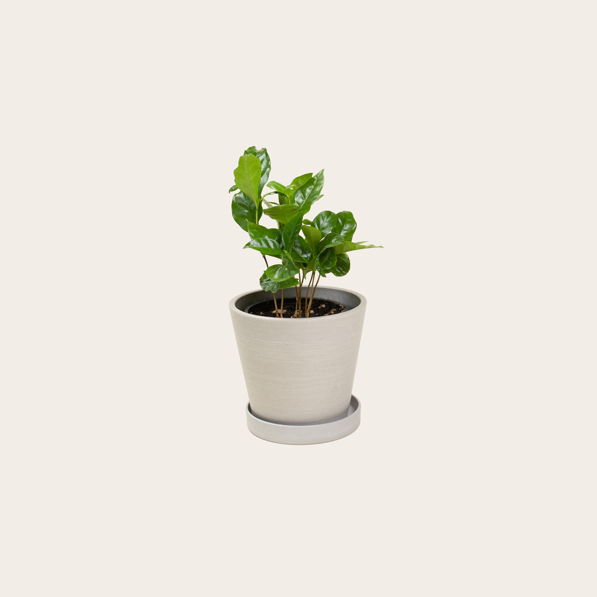 Load image into Gallery viewer, Coffee Plant - Small (chalk)