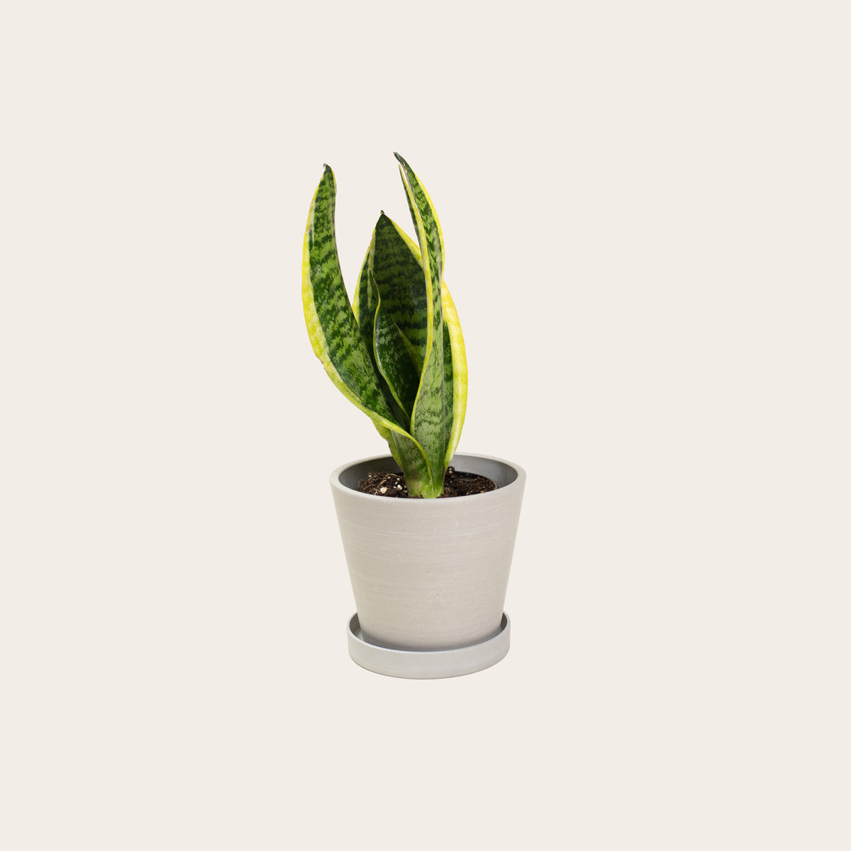 Load image into Gallery viewer, Snake Plant Laurentii - Small (chalk)