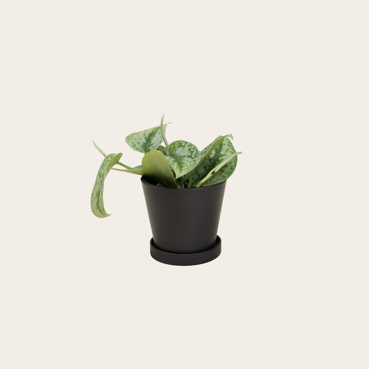 Load image into Gallery viewer, Pothos Silver Satin - Small (midnight)