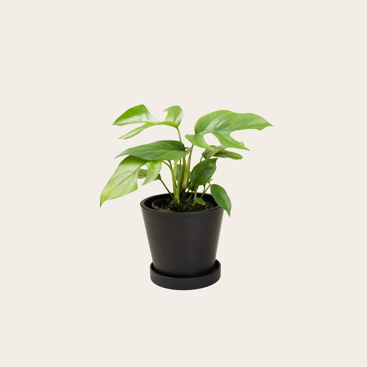 Load image into Gallery viewer, Rhaphidophora Tetrasperma - Small (midnight)