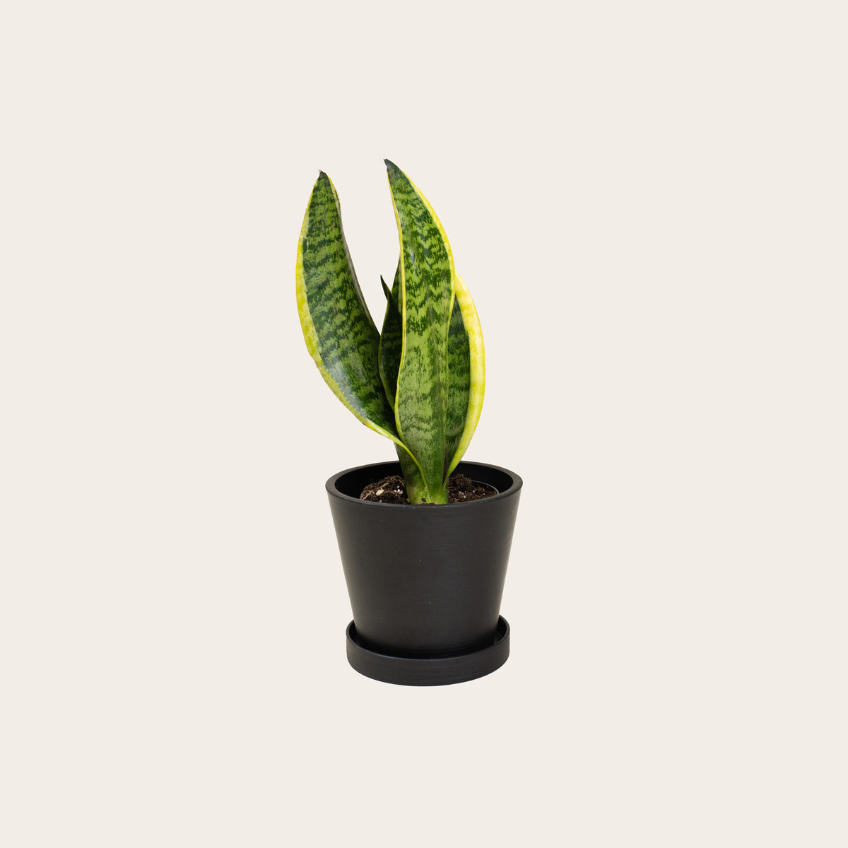 Load image into Gallery viewer, Snake Plant Laurentii - Small (midnight)