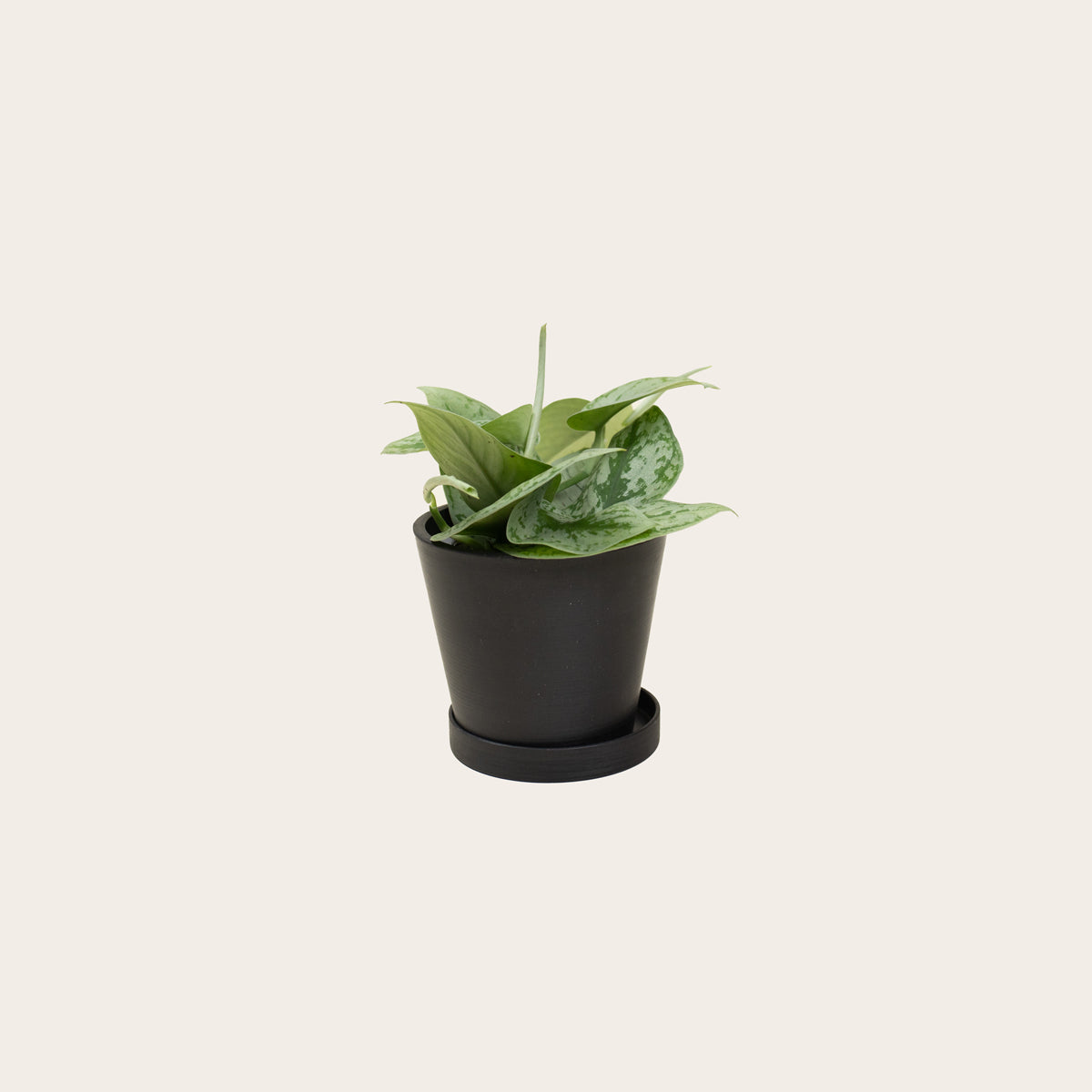 Load image into Gallery viewer, Pothos Silver Splash - Small (midnight)