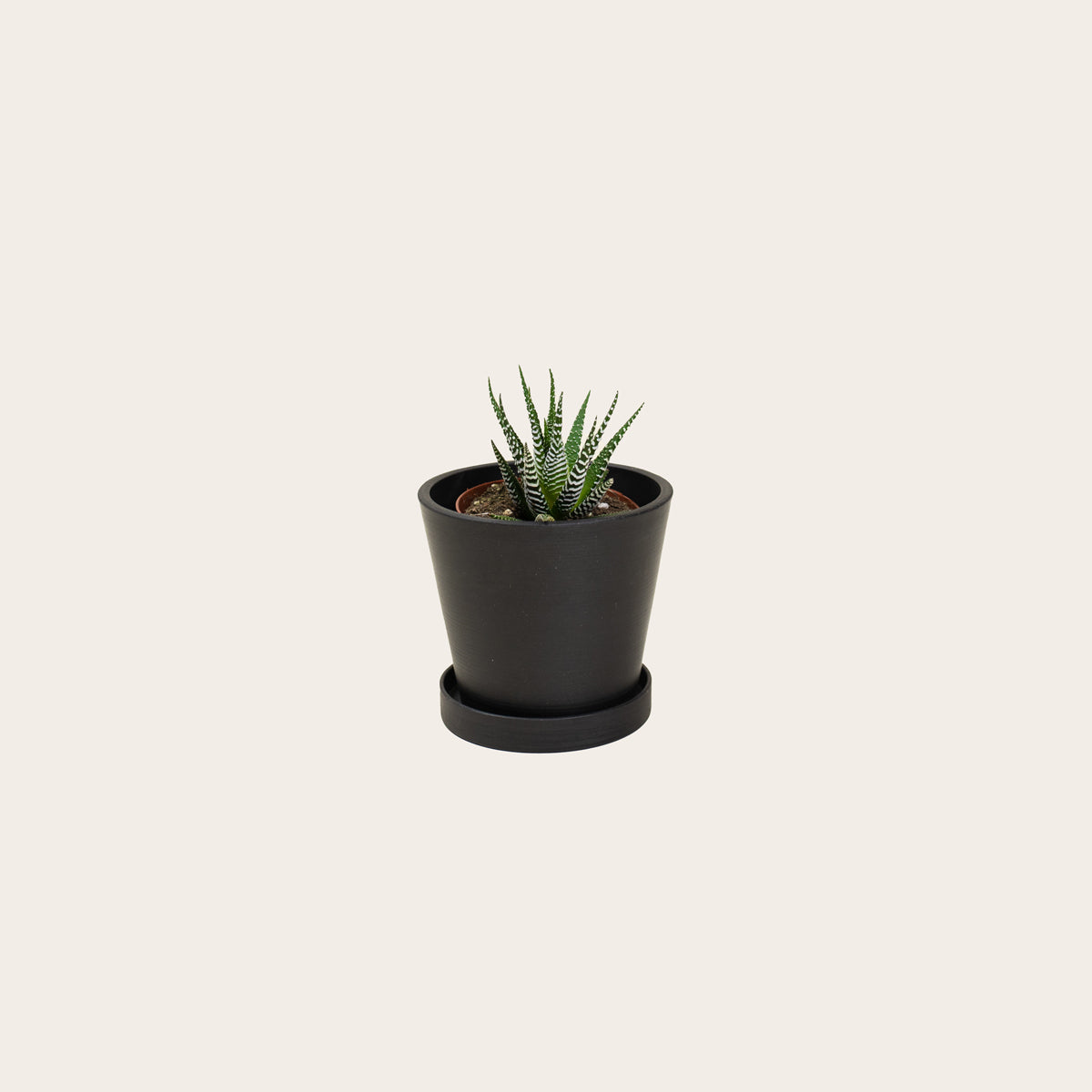 Load image into Gallery viewer, Haworthia Fasciata - Small (midnight)