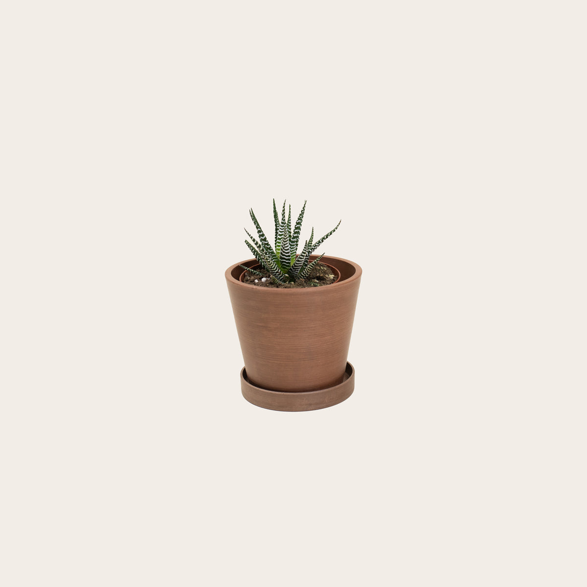 Load image into Gallery viewer, Haworthia Fasciata - Small (coffee)