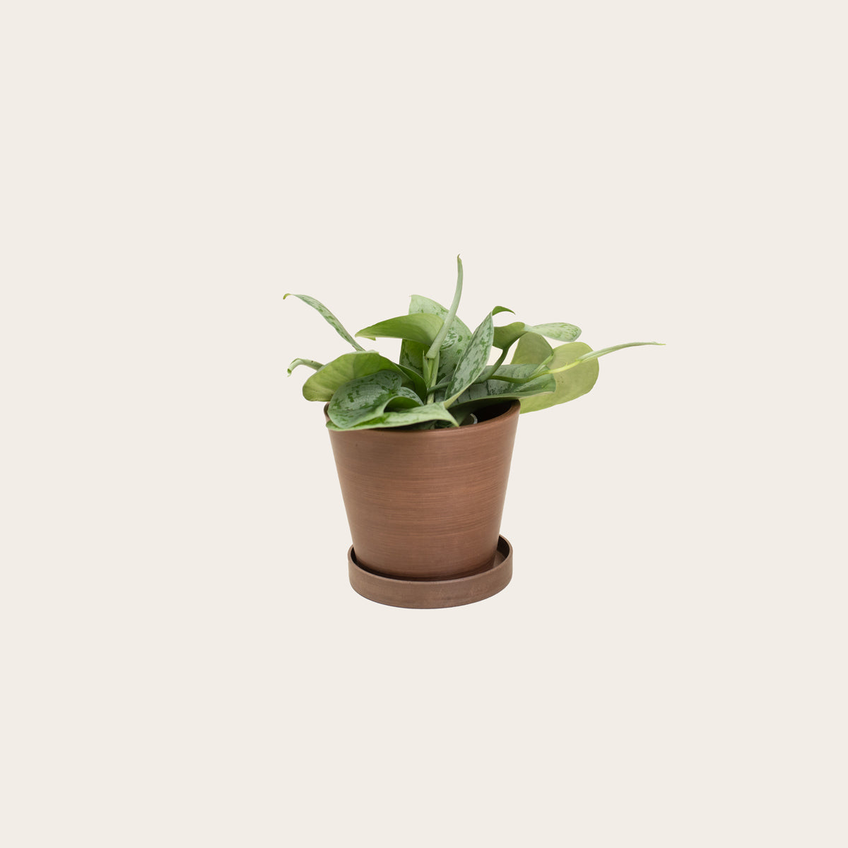 Load image into Gallery viewer, Pothos Silver Splash - Small (coffee)