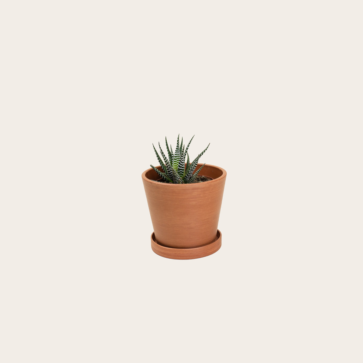 Load image into Gallery viewer, Haworthia Fasciata - Small (terracotta)