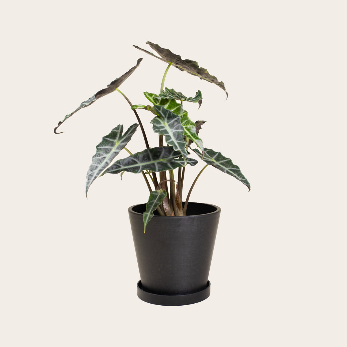 Load image into Gallery viewer, Alocasia Polly - Medium (midnight)