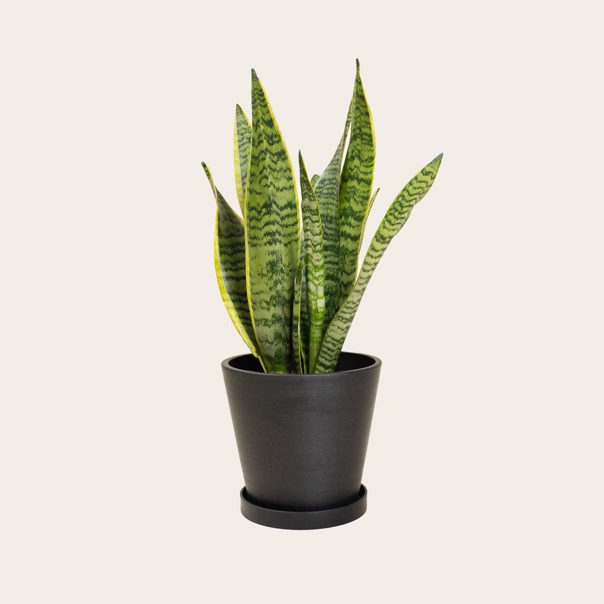 Load image into Gallery viewer, Snake Plant Laurentii - Medium (midnight)