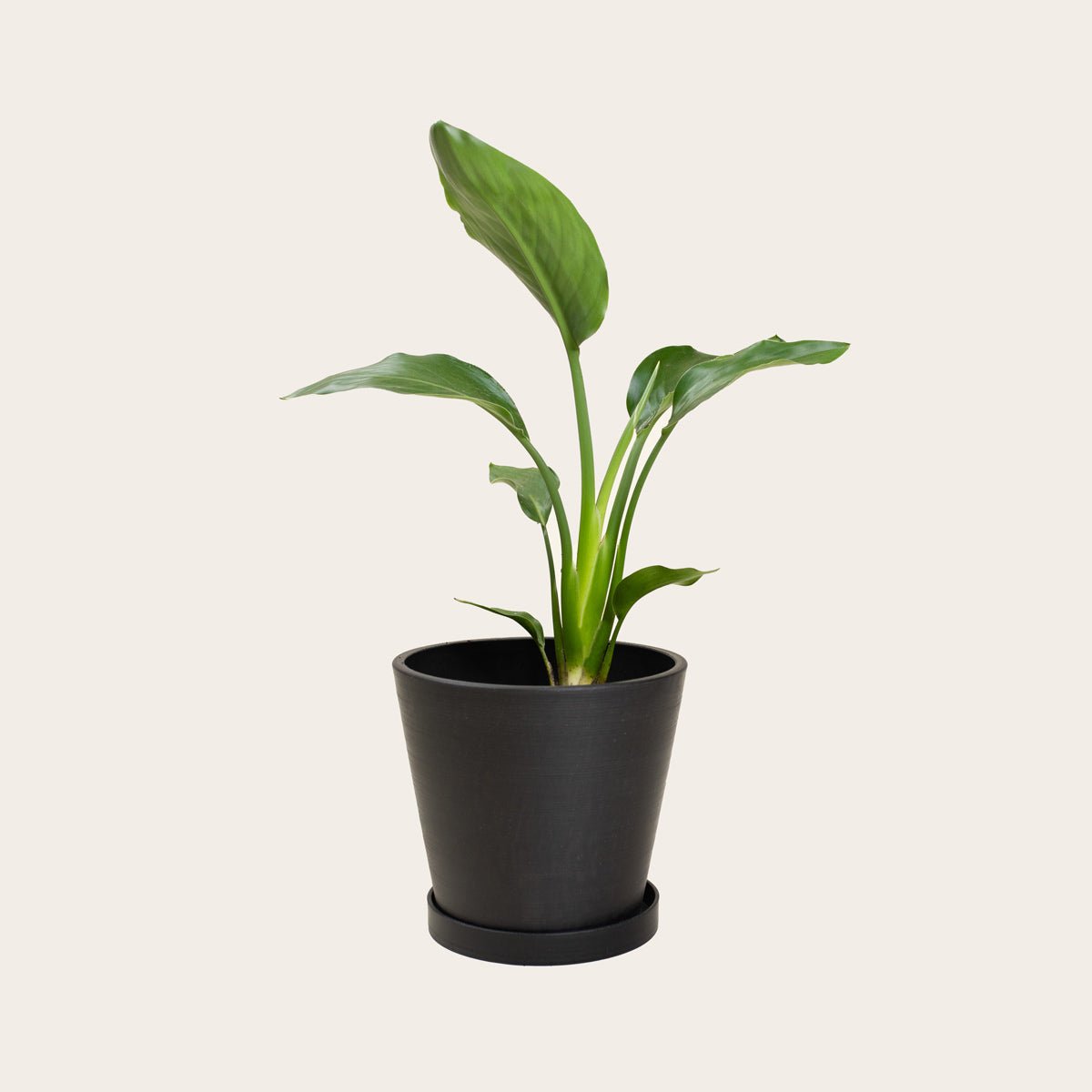 Load image into Gallery viewer, Bird of Paradise - Medium (midnight)