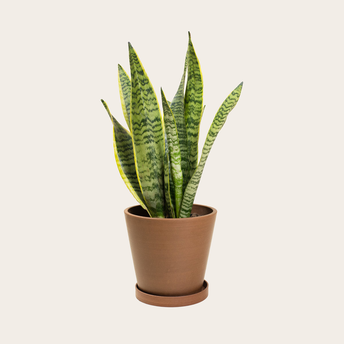 Load image into Gallery viewer, Snake Plant Laurentii - Medium (coffee)