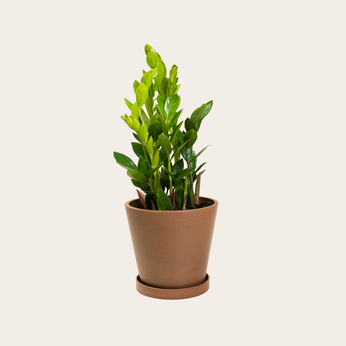 Load image into Gallery viewer, ZZ Plant - Medium (coffee)