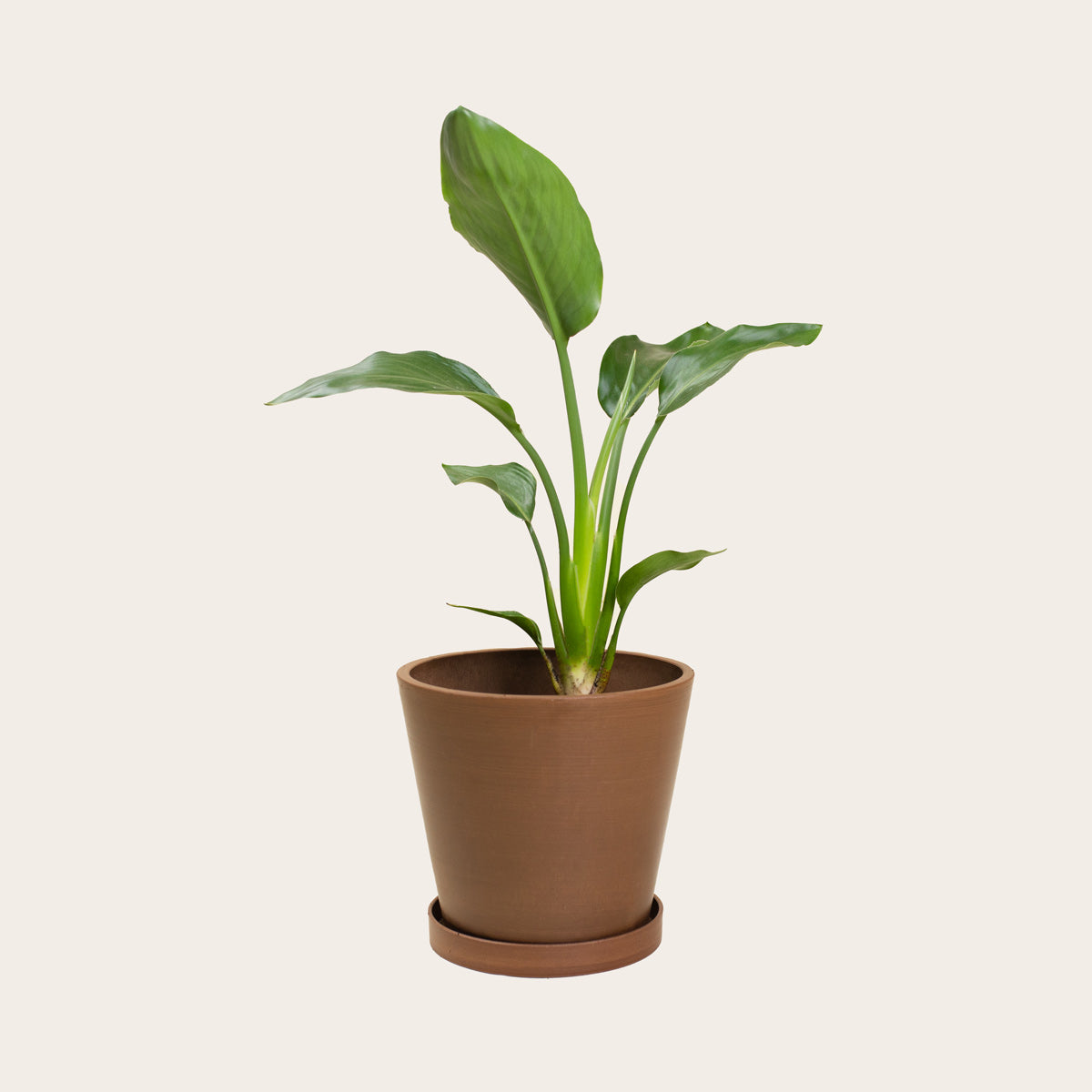 Load image into Gallery viewer, Bird of Paradise - Medium (coffee)