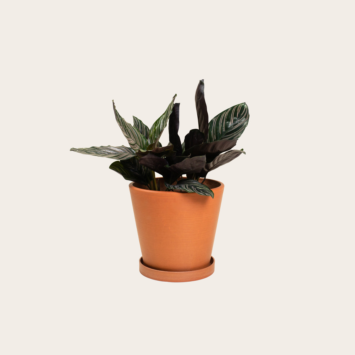 Load image into Gallery viewer, Calathea Ornata - Medium (terracotta)