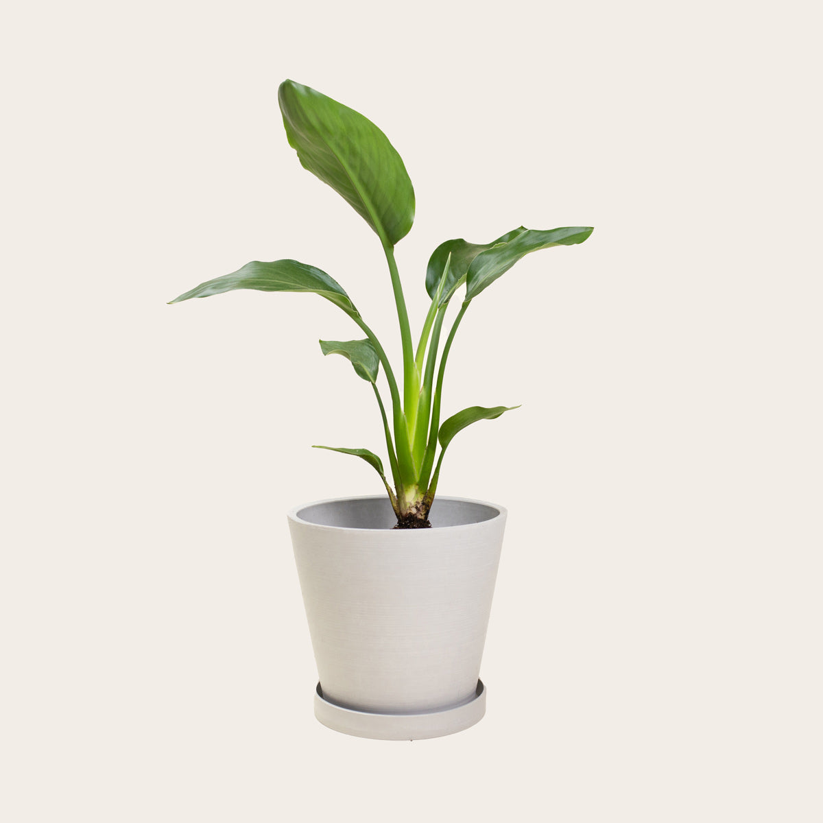 Load image into Gallery viewer, Bird of Paradise - Medium (chalk)