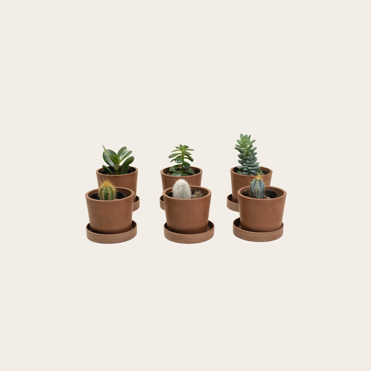 Load image into Gallery viewer, Combo Pack - Cacti & Succulents - Baby (coffee)