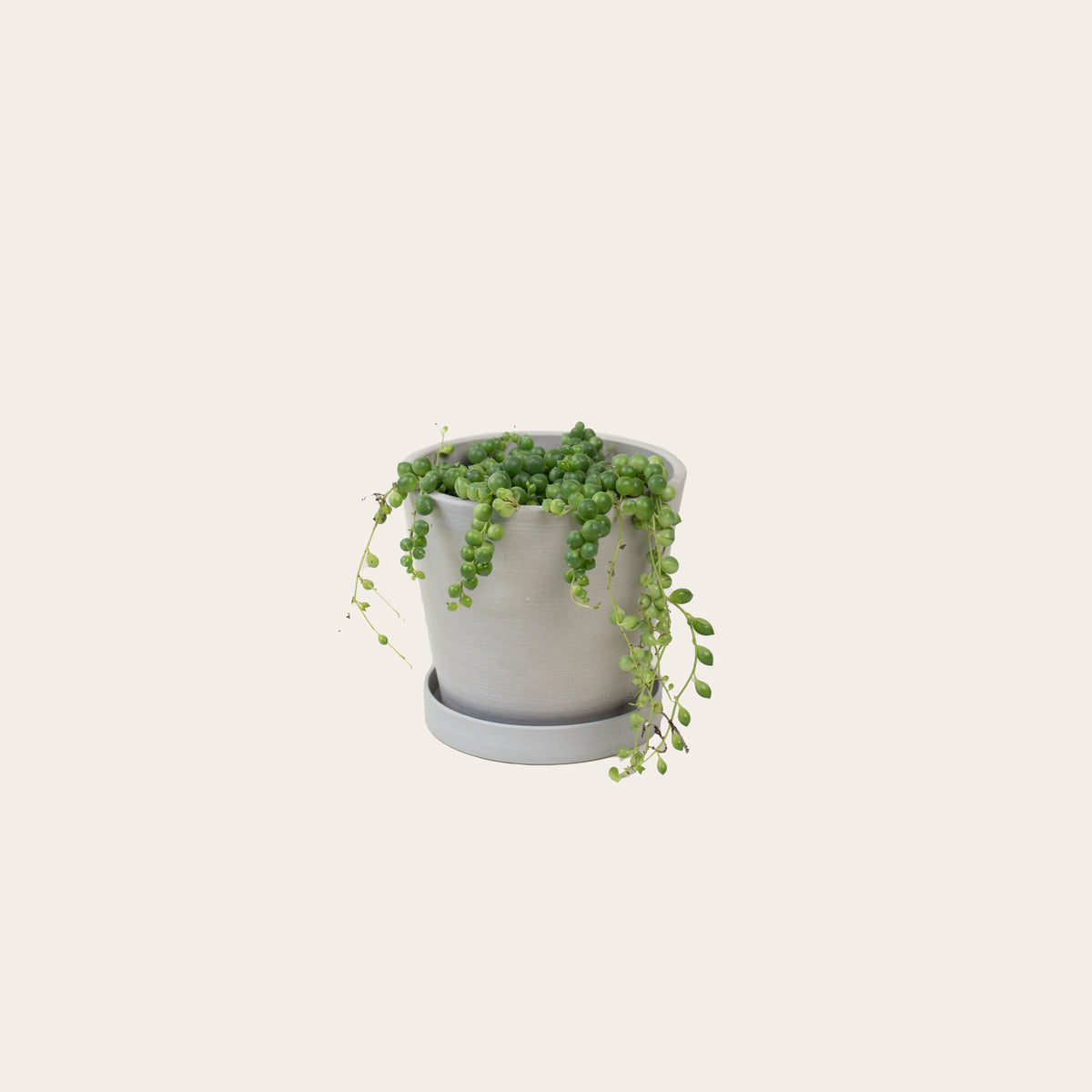 Load image into Gallery viewer, Senecio - String of Pearls - Small (chalk)