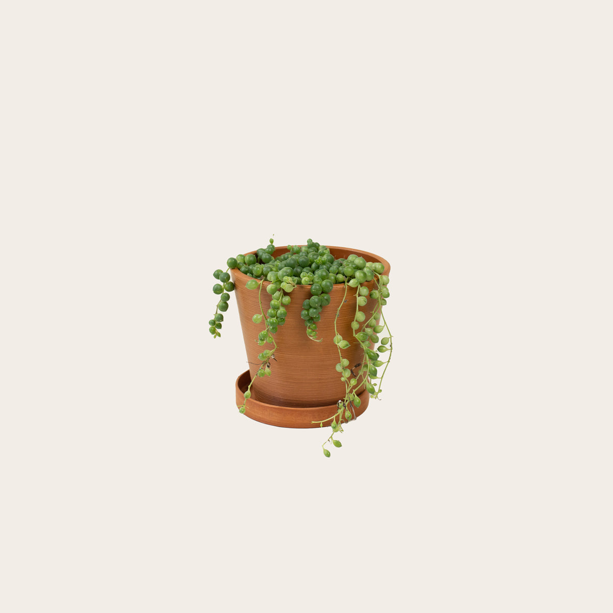 Load image into Gallery viewer, Senecio - String of Pearls - Small (terracotta)