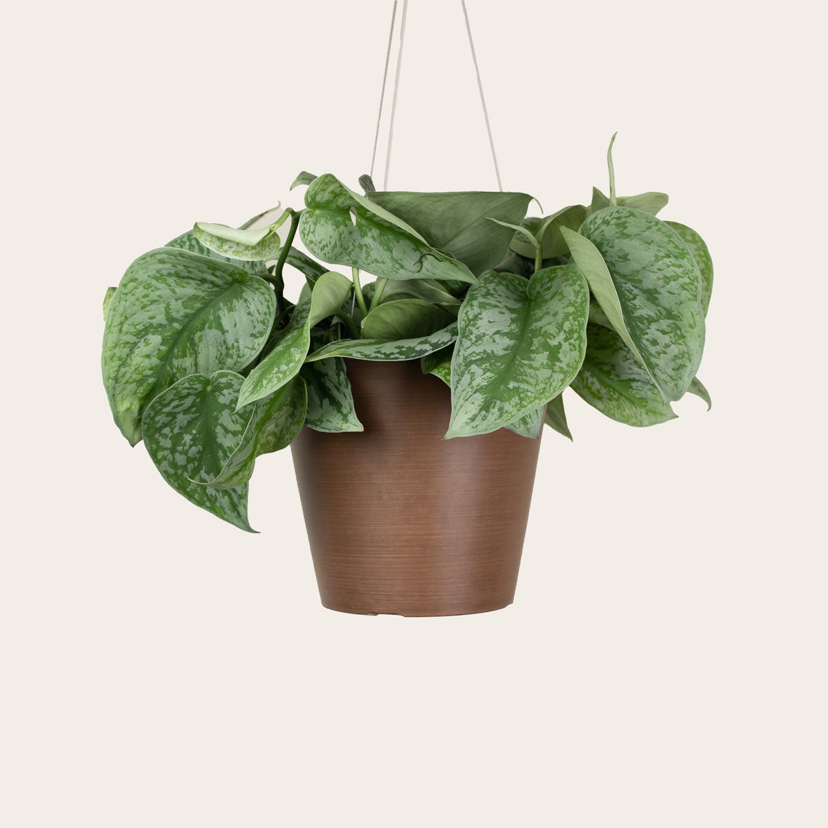 satin pothos silver splash Pothos Silver Splash – Babygreens